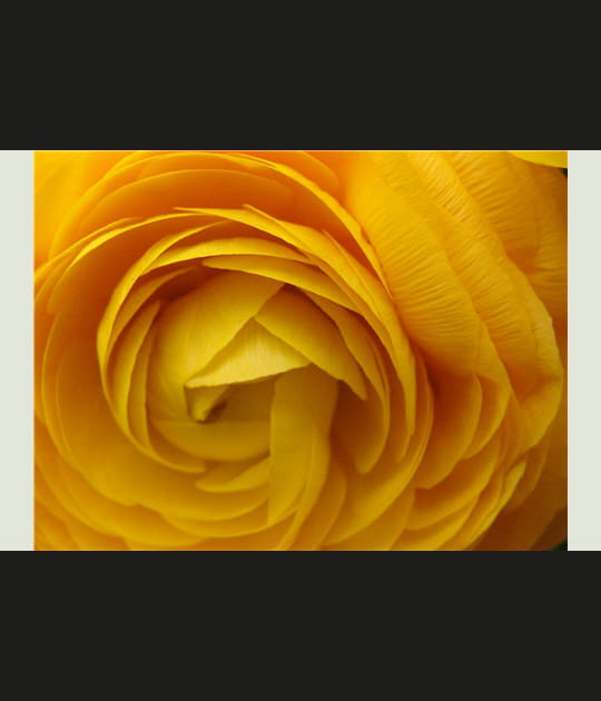 Coeur jaune
