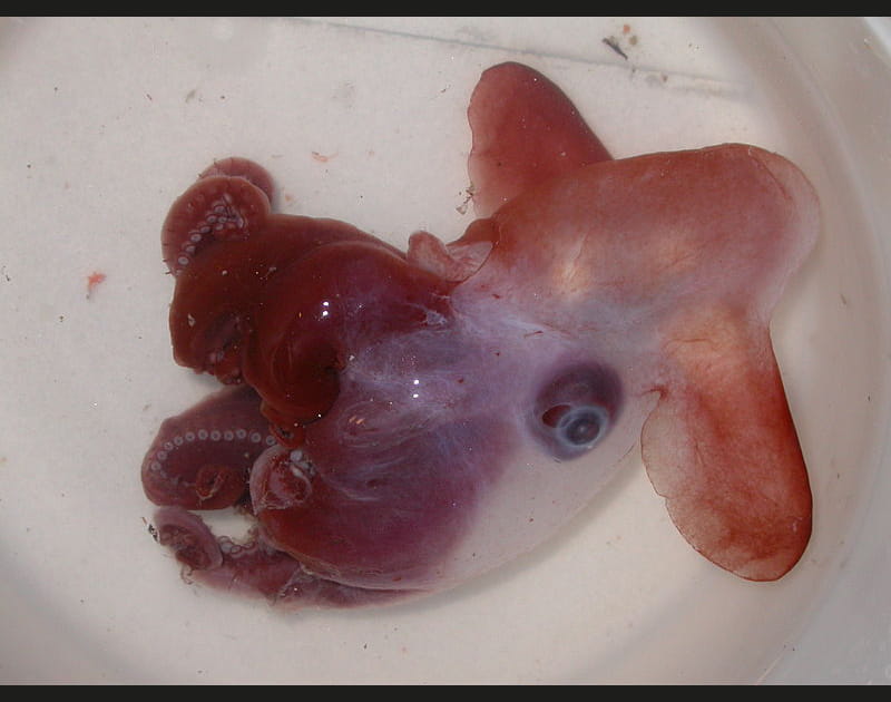 L'octopus dumbo et ses oreilles d'&eacute;l&eacute;phant