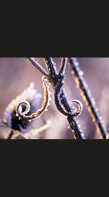 Les premi&egrave;res gel&eacute;es