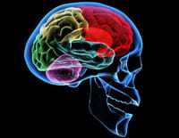 Le pouvoir nuit-il gravement au cerveau ?