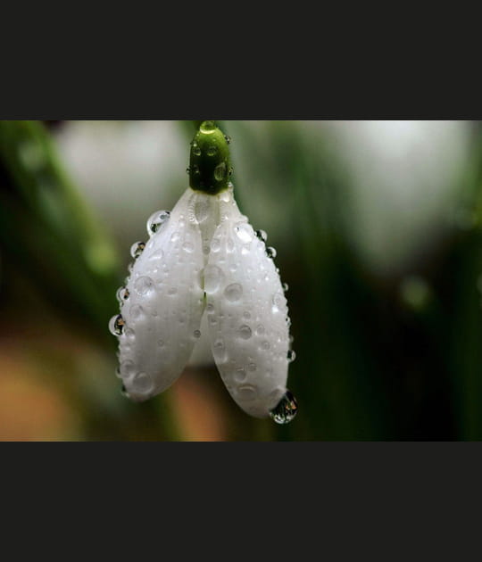 Perce-Neige
