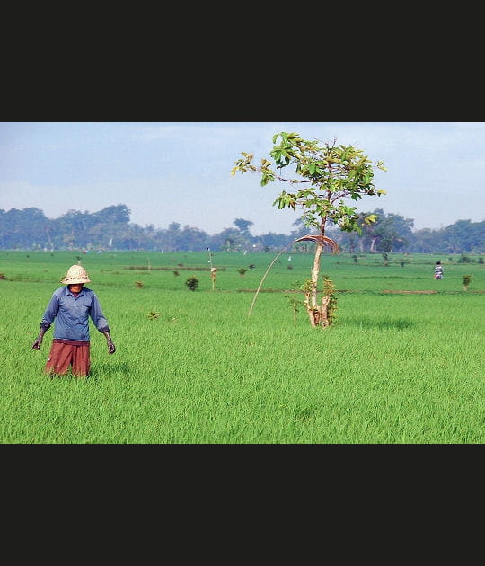 Le travail dans les rizi&egrave;res