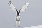 vincent munier