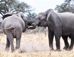 L'Afrique à l'état sauvage