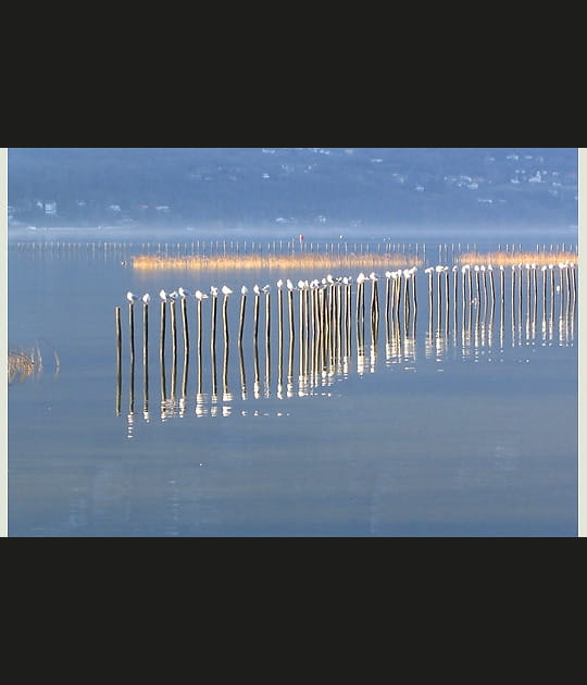 Chacun son poteau ...