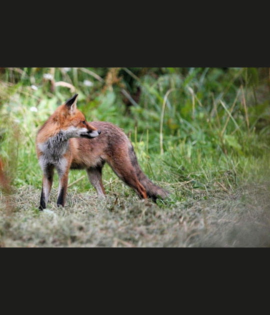 Proche du chien et du loup