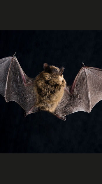 Le sommeil chez les animaux : de l'&eacute;l&eacute;phant &agrave;&nbsp;la&nbsp;chauve-souris