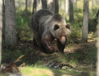 Tueurs nés : Le grizzli