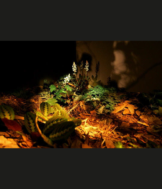 Le tapis des cryptiques