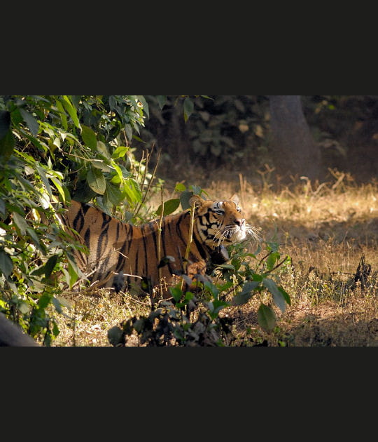 Certains tigres ont d&eacute;j&agrave; disparu