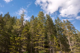 Quels sont les pays o&ugrave; les for&ecirc;ts s'agrandissent&nbsp;? La France en bonne position du classement mondial