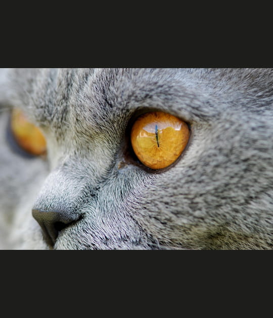Regard intense