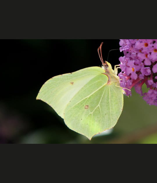 Gr&acirc;ce et l&eacute;g&egrave;ret&eacute;