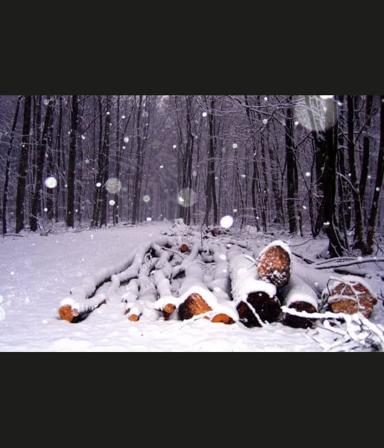 B&ucirc;ches de neige