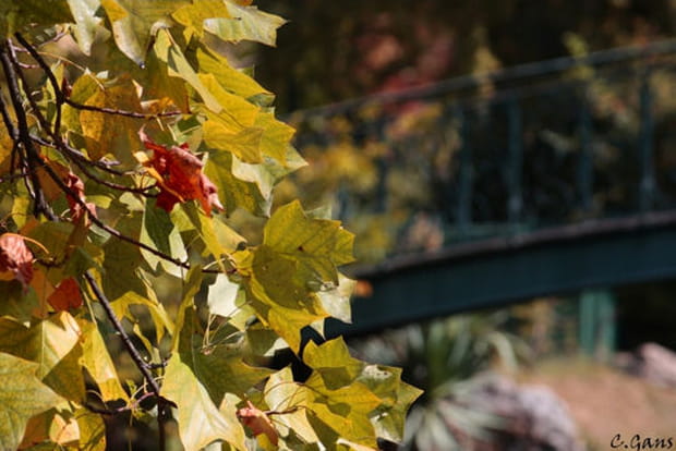 Couleurs automnales à Bordeaux