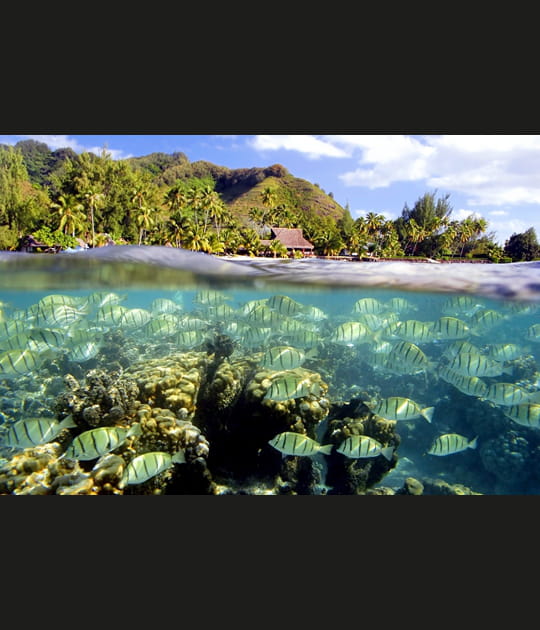 Moorea