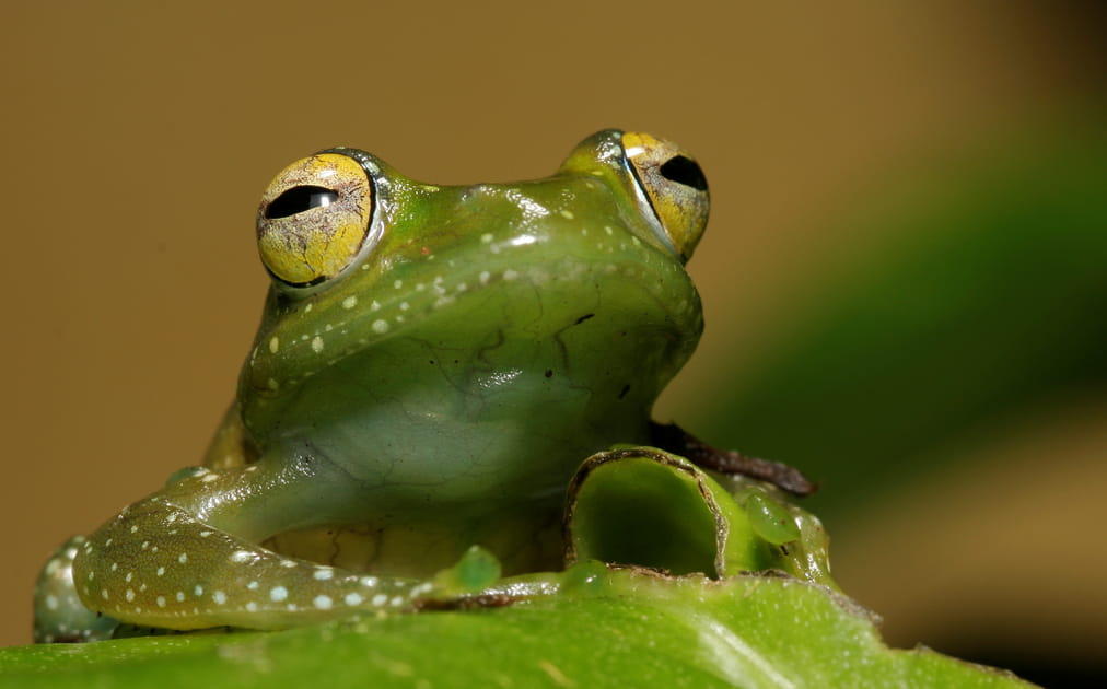 Zoom sur de bien singuliers animaux