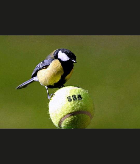 Les r&eacute;solutions de la m&eacute;sange
