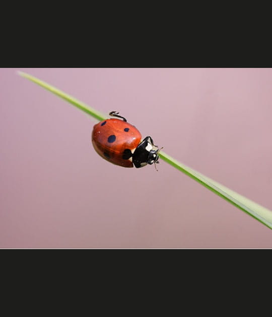 Un peu de douceur...