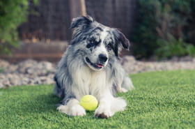 C'est l'un des jouets pr&eacute;f&eacute;r&eacute;s des chiens, pourtant les v&eacute;t&eacute;rinaires le d&eacute;conseillent fortement