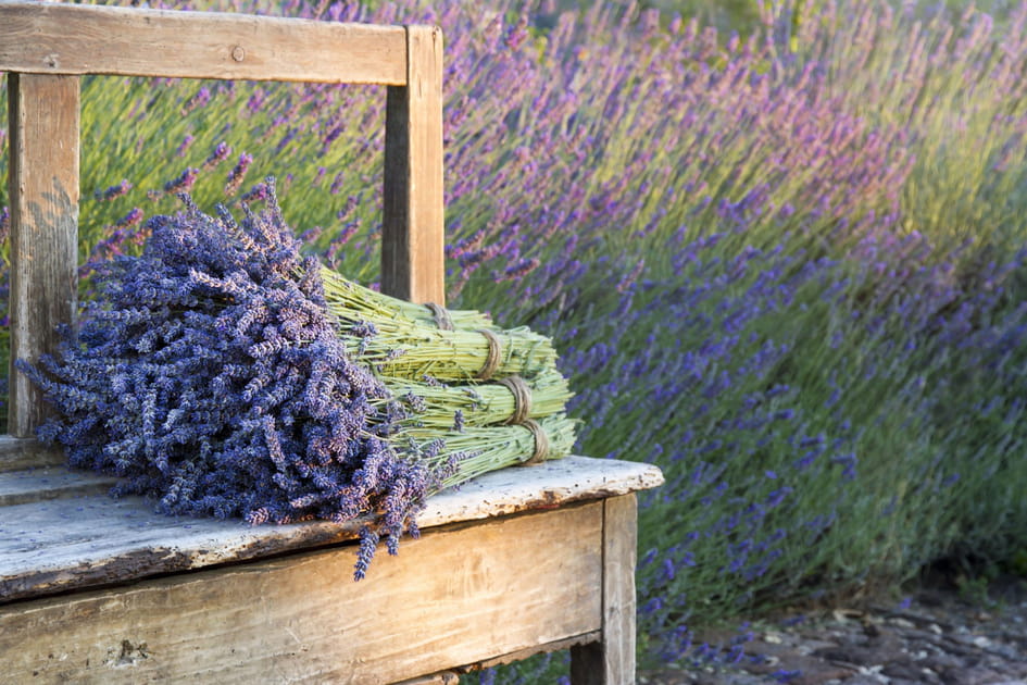 La lavande pour un jardin aux airs proven&ccedil;aux