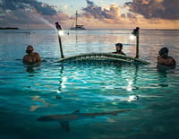 700 requins dans la nuit