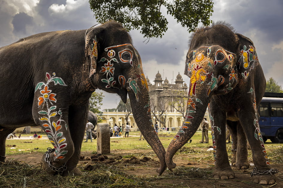 &Eacute;l&eacute;phants d'Asie&nbsp;: culture, protection, conflits et coexistence
