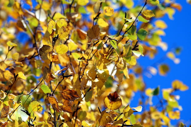 Feuilles jaunes sur fond de ciel bleu