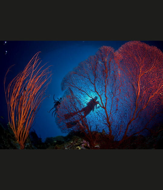 Pris dans une colonie de gorgones