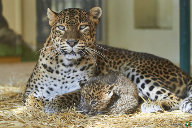 Une panthère du Sri Lanka au Zoo de La Palmyre