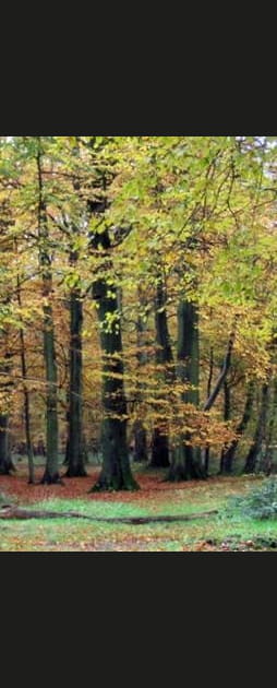 La for&ecirc;t d'Hesdin