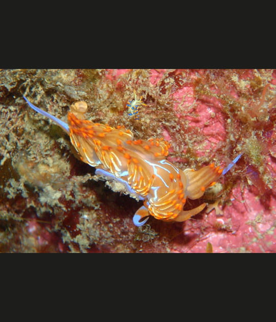 La godive orange
