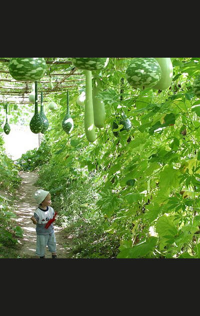 Un potager comme on les aime