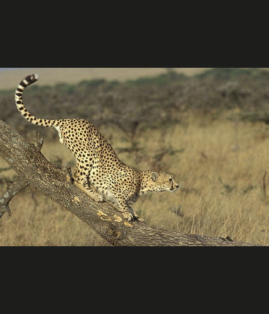 Pr&ecirc;t &agrave; d&eacute;coller