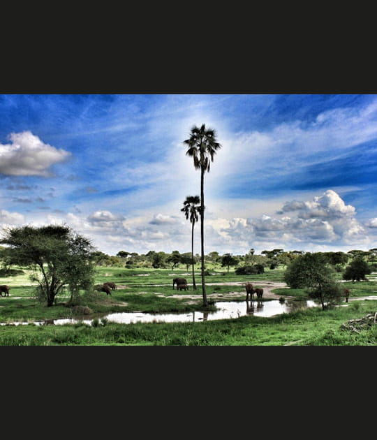 Tarangire, terre des baobabs