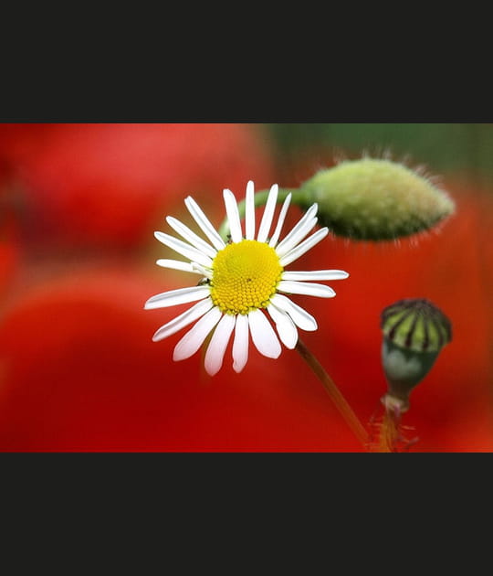 Marguerite isol&eacute;e parmi les coquelicots