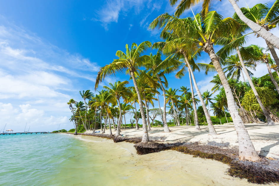 La plage de l'Anse Champagne, en Guadeloupe