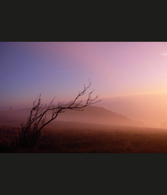 Dans la brume rose