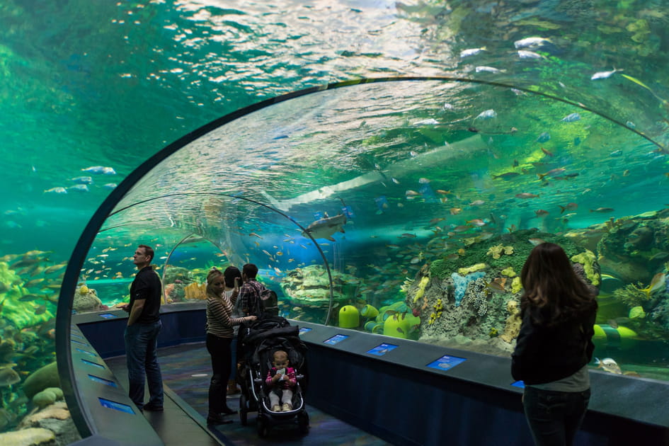 L'aquarium Ripley