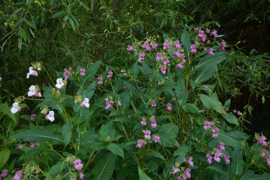 Cette fleur est sur la liste noire&nbsp;: elle doit &ecirc;tre &eacute;limin&eacute;e au plus vite de votre jardin