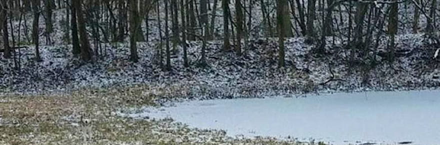 Votre vue est bien meilleure que la moyenne si vous r&eacute;ussissez &agrave; rep&eacute;rer le chien cach&eacute; dans ce paysage hivernal