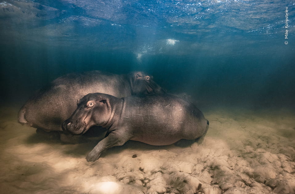 Pouponni&egrave;re d'hippopotames par Mike Korostelev, Russie