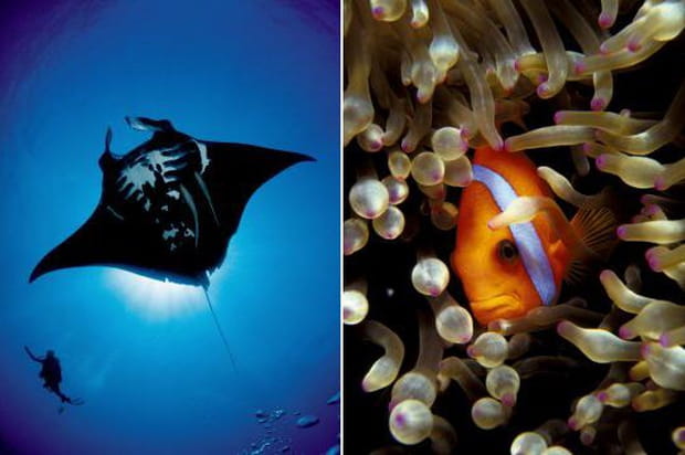 Rencontre sous-marine