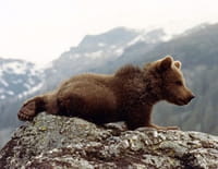 L'ours
