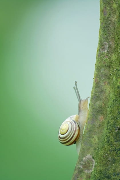 L'image de janvier 2013