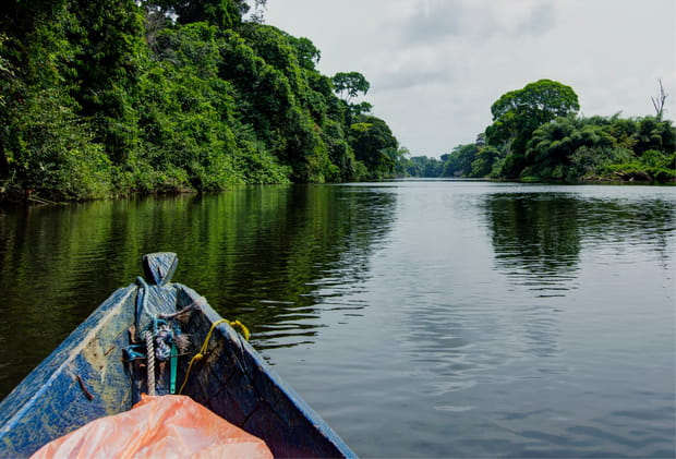 Réserve de faune du Dja : entre gorillest chimpanzés