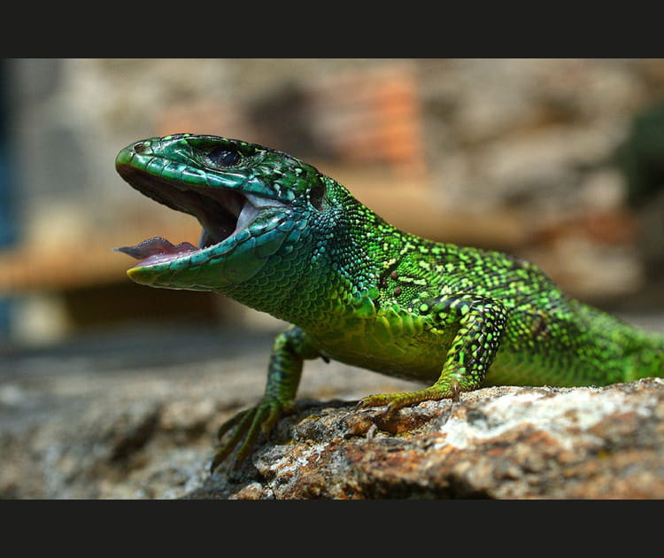 L&eacute;zard pris sur le vif