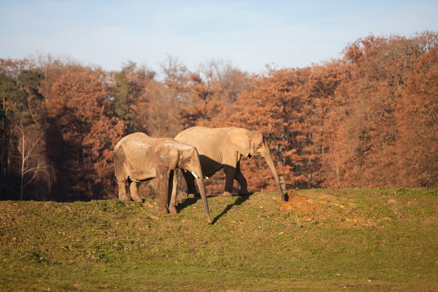 Les éléphants d'Afrique