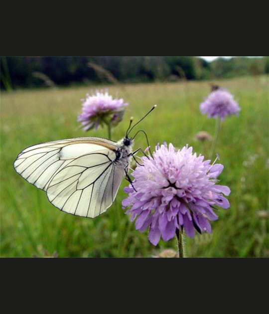Papillon&nbsp;: la photo originale