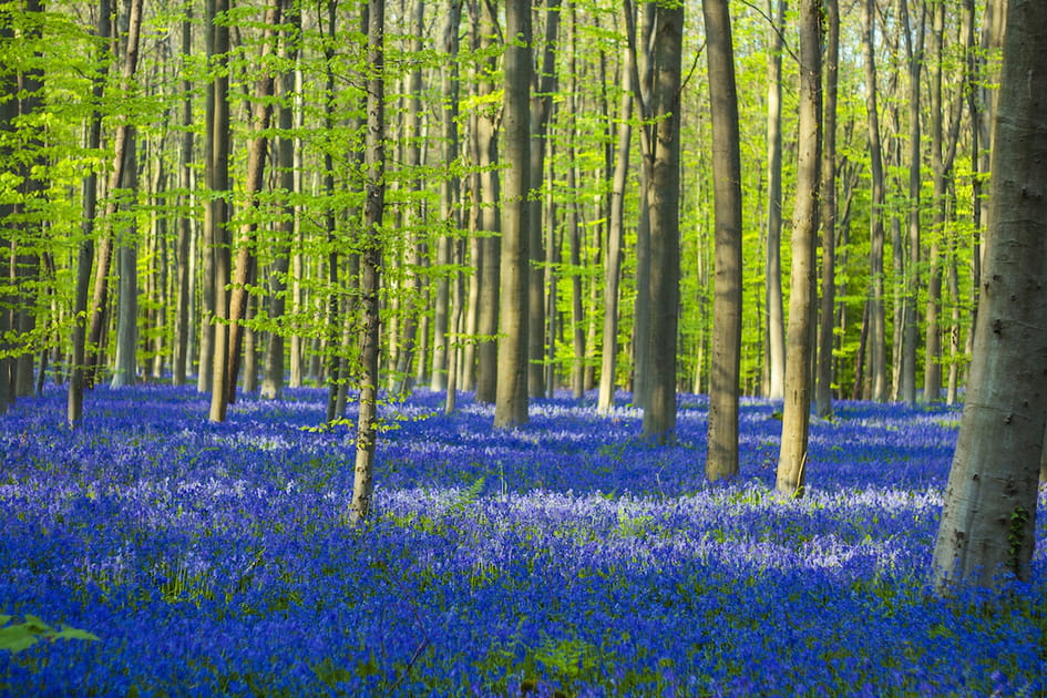 Le Bois de Hal en Belgique